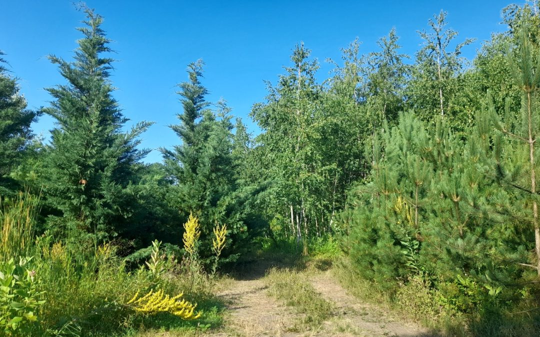 Zöld pszichológus